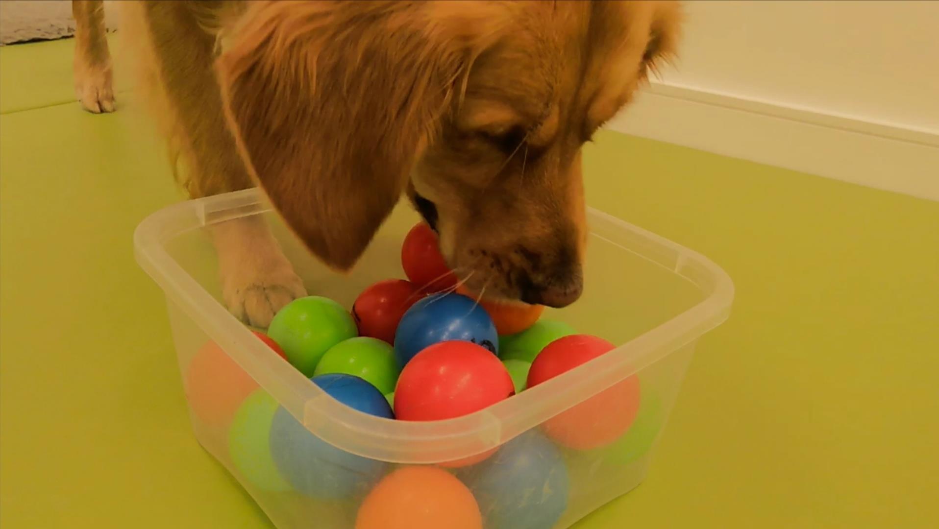 Eyes down: Doggie bingo sessions help dementia patients stay connected - Vimarsana News
