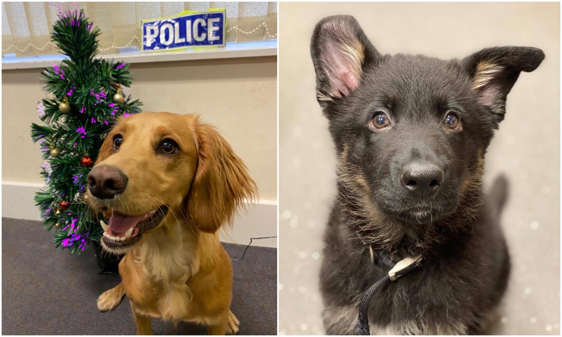 Two new recruits for north-east police dog unit - Vimarsana News