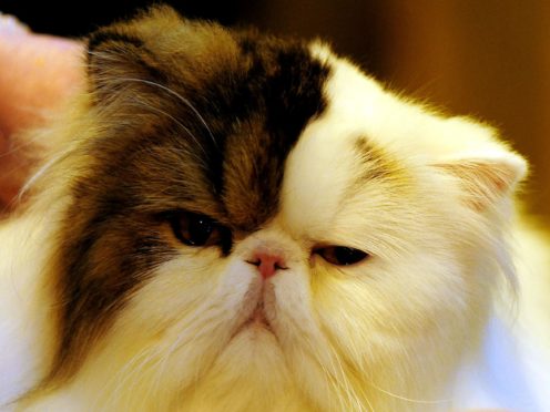 The researchers analysed pictures of nearly 2,000 cat faces as part of the study (Rui Vieira/PA)