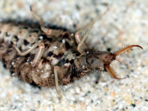 Scientists observed an insect which played dead for 61 minutes (Nigel R Franks/PA)