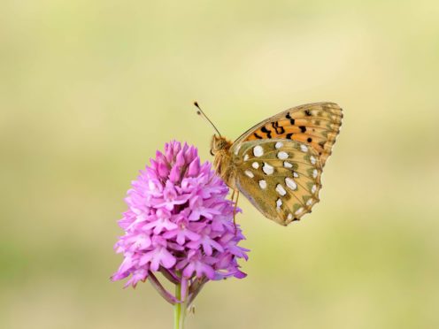 Dark green fritillary butterfly (Iain H Leach/Butterfly Conservation/PA)