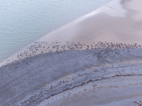 A record number of seals have been recorded at the South Walney Nature Reserve in Barrow, Cumbria, this year (Cumbria Wildlife Trust/PA)