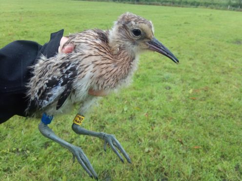 One of the two of two curlew chicks released at Lough Neagh last year which have returned (Lough Neagh Partnership/PA)