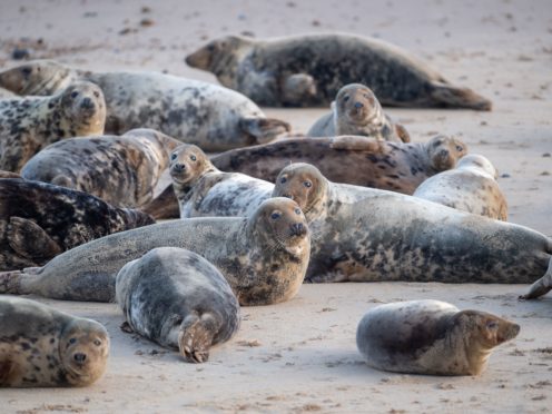 The Seal Alliance is urging people to give seals space in a campaign launched as the Easter weekend kicks off (Joe Giddens/PA)