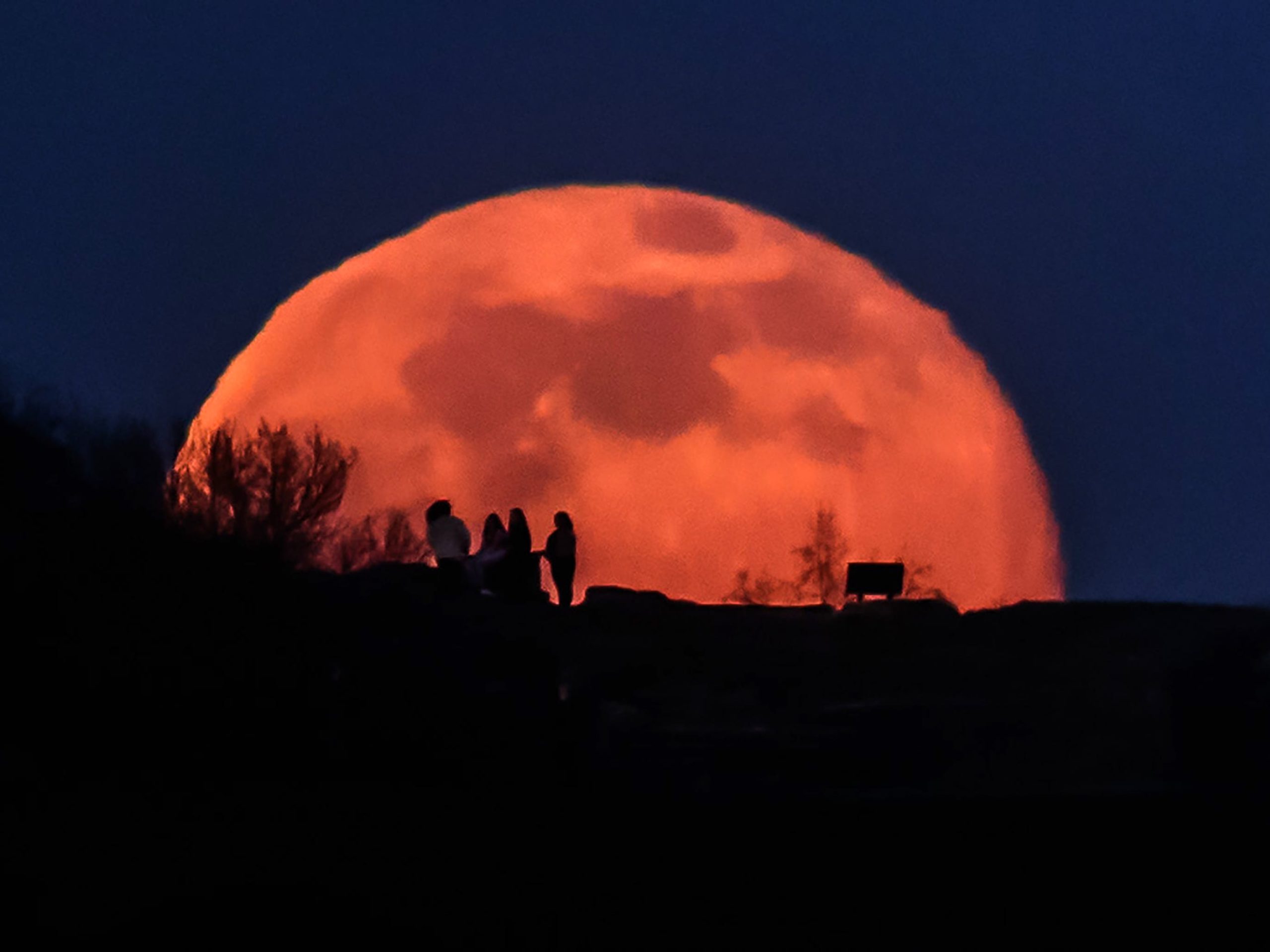 Where are the UK's Moon Trees? Experts hunt for space saplings - Vimarsana News
