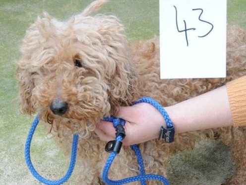 A suspected stolen dog that police want to reunite with the owner (Suffolk Police/PA)