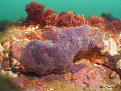 A new species of sea sponge identified off the coast of north Norfolk has been named Parpal Dumplin by a schoolgirl who noted it is purple and resembles a dumpling (Marine Conservation Society/ PA)