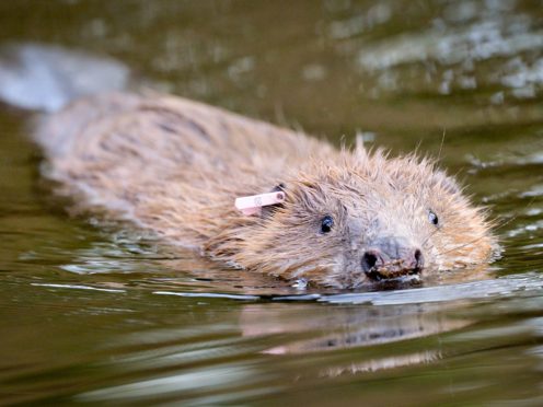 Parties are being urged to back rewilding policies, including rehoming more beavers across Scotland. (Ben Birchall/PA)