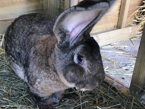 Police believe the 4ft rabbit was stolen from its enclosure in Stoulton overnight on Saturday (West Mercia Police/PA)