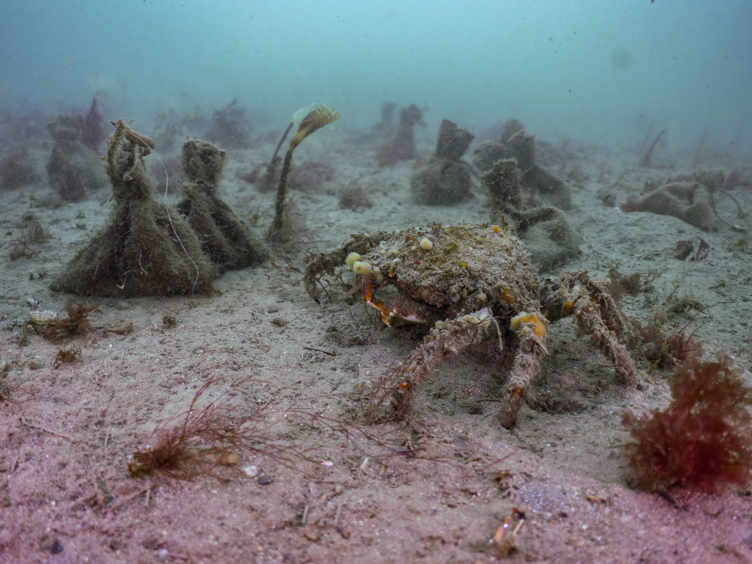 Thousands of seed bags planted in England's largest seagrass planting effort - Vimarsana News