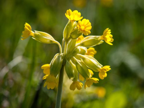 Cowslip at the Plantlife nature reserve at Deep Dale, Derbyshire (Roger Butterfield/Plantlife/PA)