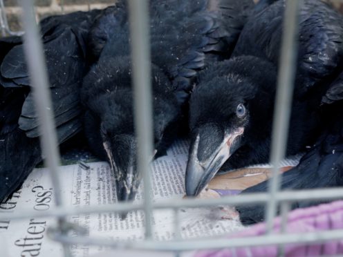 Baby ravens at the tower of London (Historic Royal Palaces)