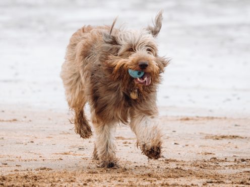 A Government taskforce has been set up to look into pet theft (Dominic Lipinski/PA)