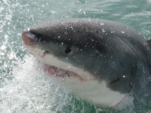 Juvenile great white shark (Dr Nicholas Ray/Nottingham Trent University/PA)