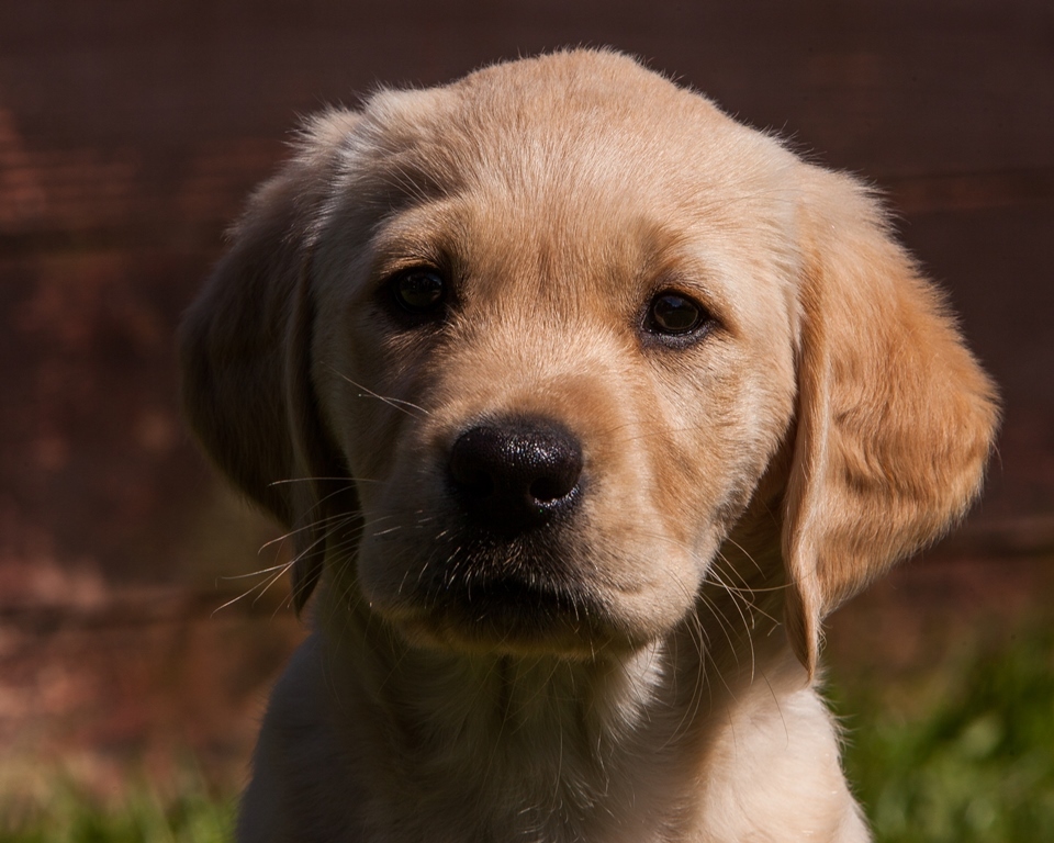 Piping hot! Bridie is newest Guide Dog recruit - Evening Telegraph