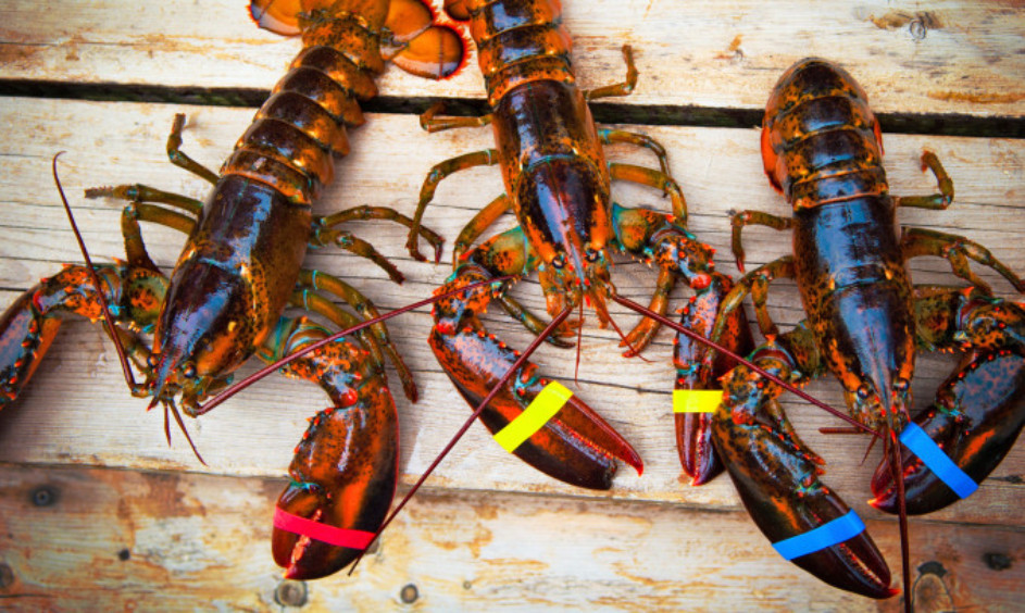 Prolonged winter causing lobster shortages Evening Telegraph