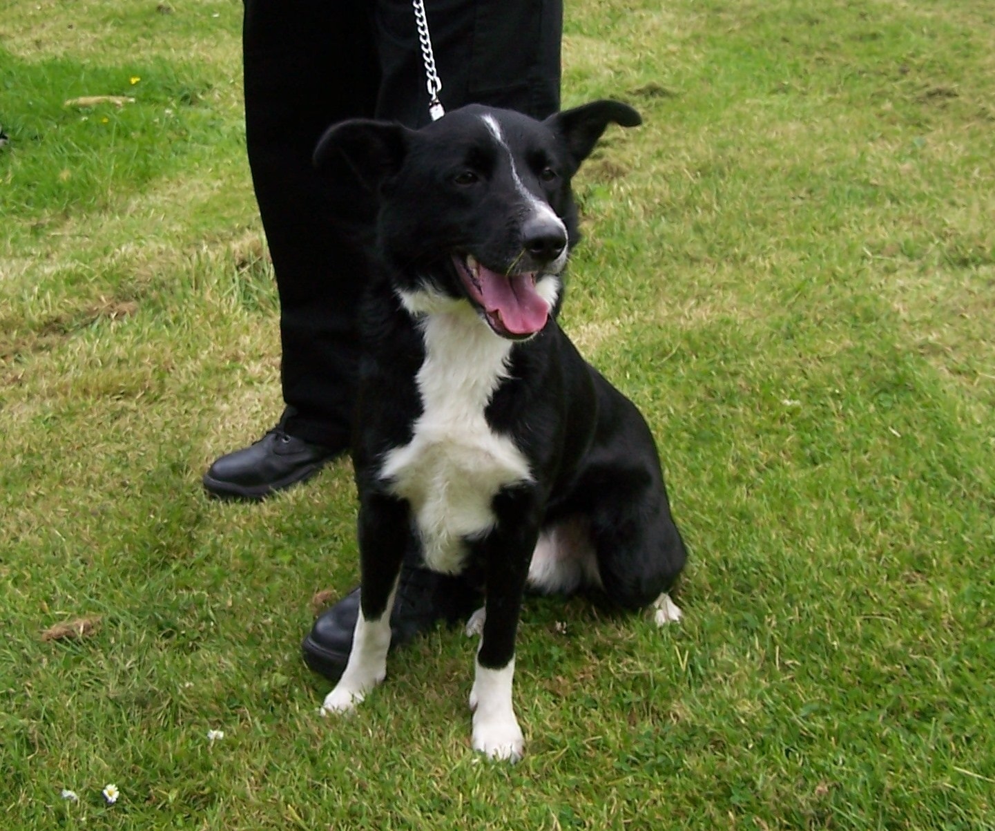 Dog found tied to tree with chain lead in Fife wood Evening Telegraph