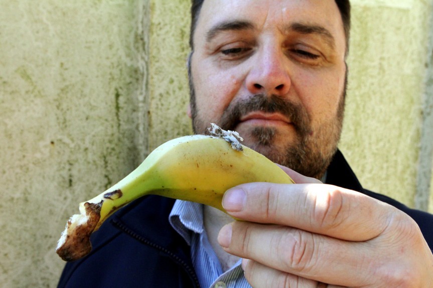 Exotic spider's nest found in bunch of bananas bought from Dundee Asda