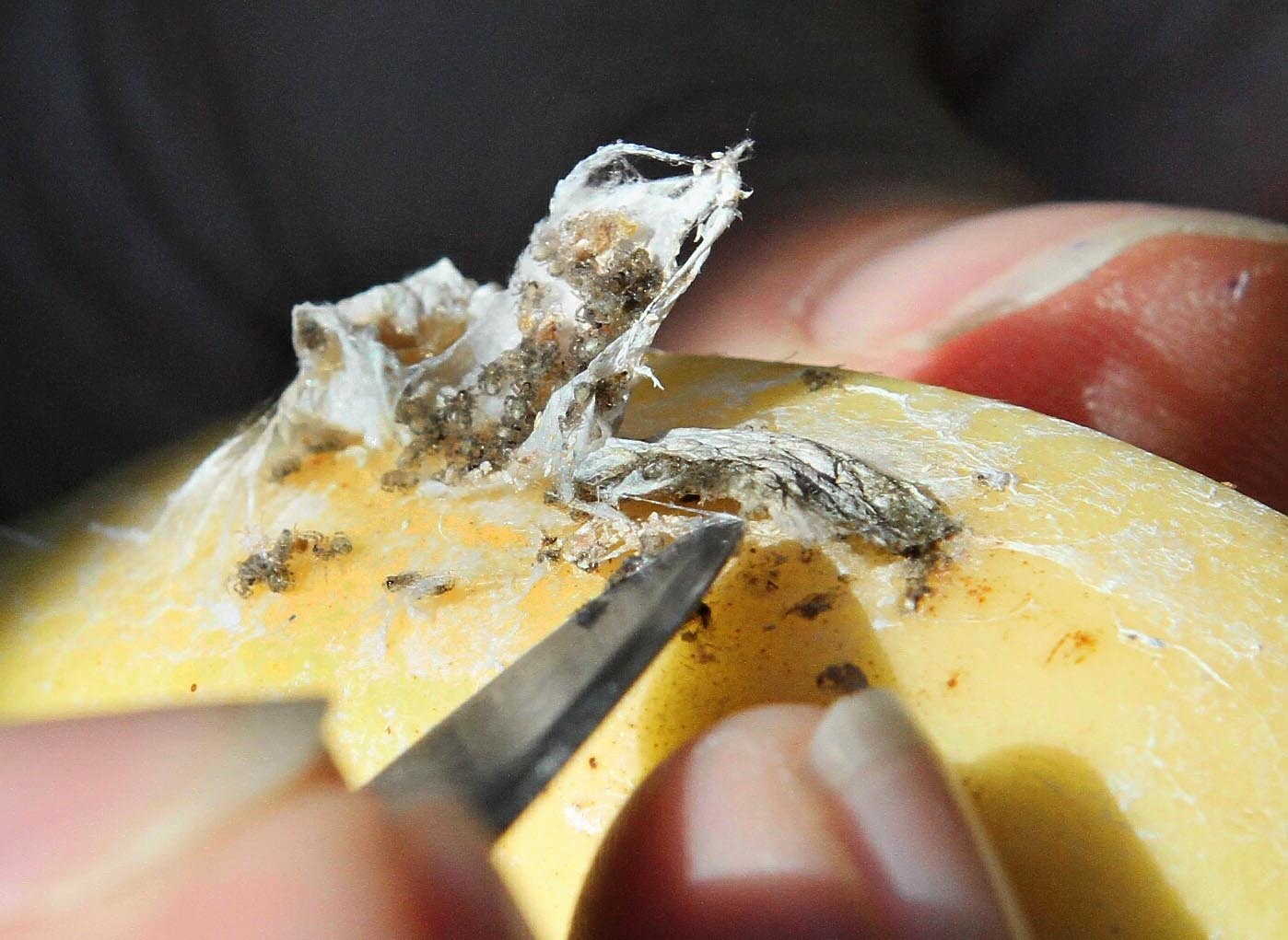 Exotic spider's nest found in bunch of bananas bought from Dundee Asda