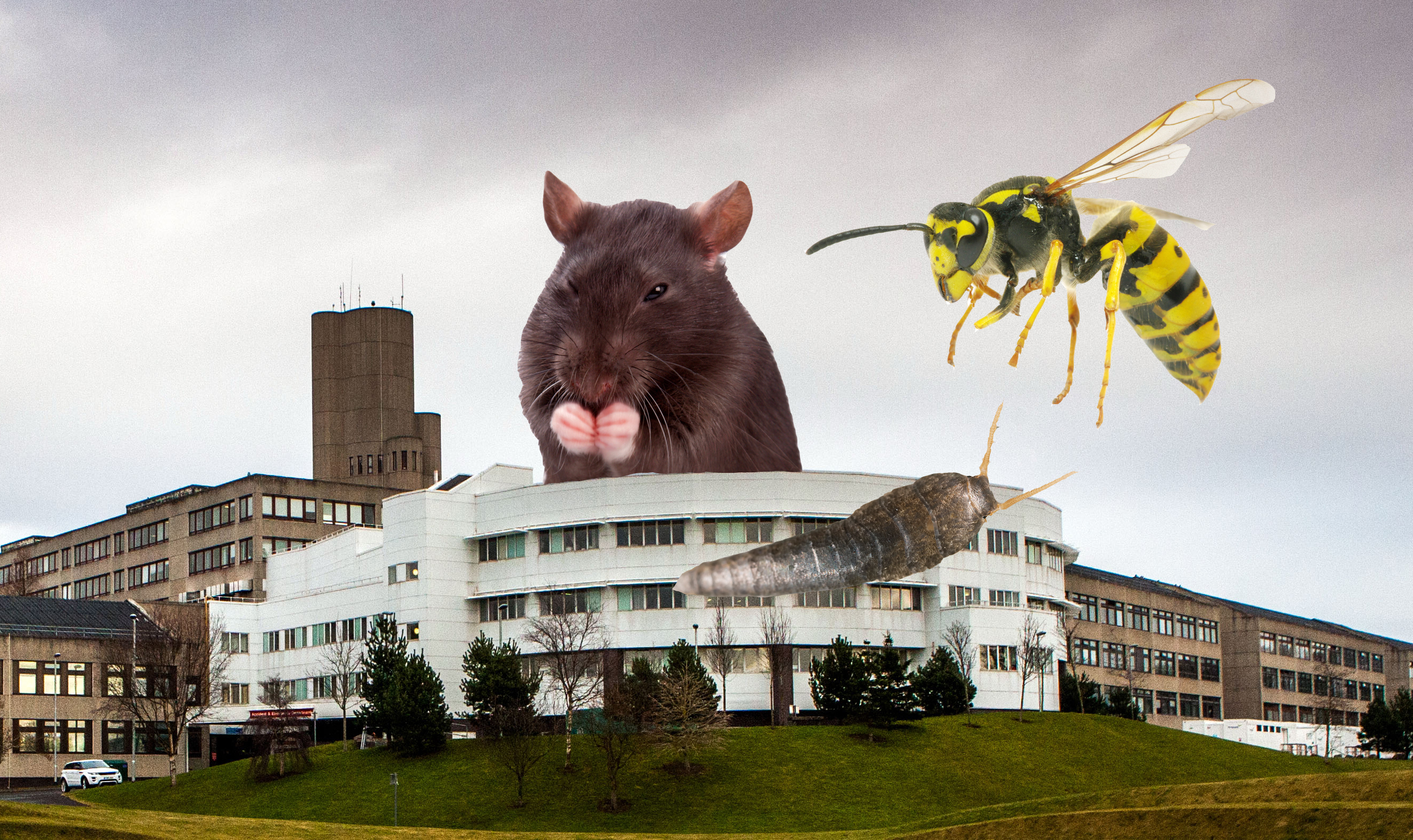 Ants, flies, and rats causing nuisance at Tayside ...