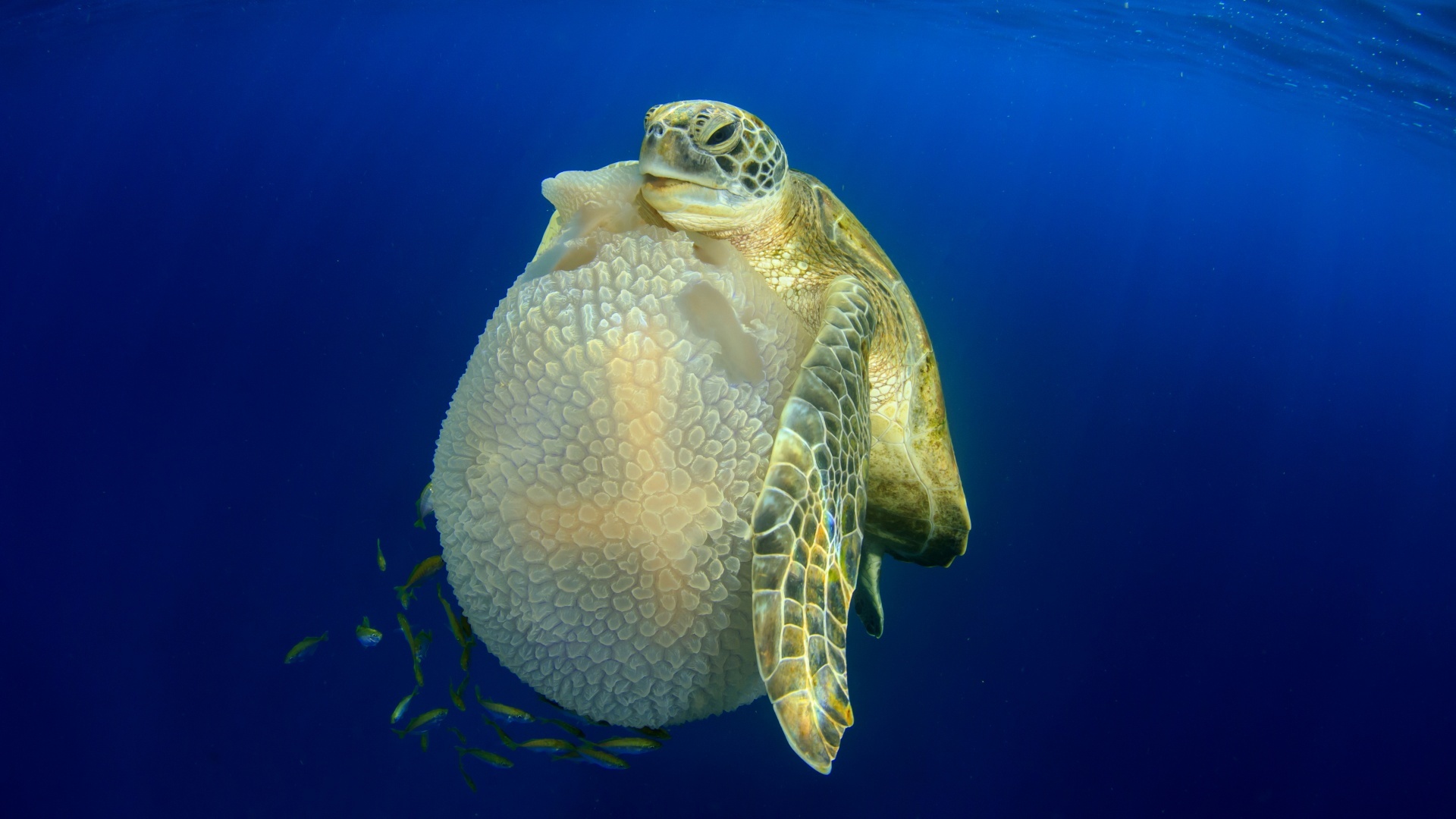 Breathtaking Pictures From The Underwater Photographer Of The Year ...