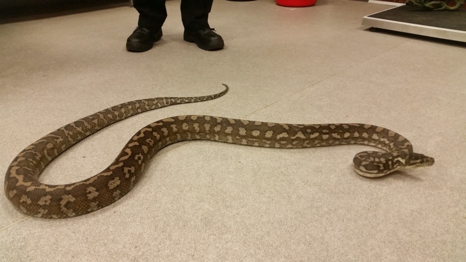 Seven-foot python found abandoned on doorstep - Evening Telegraph