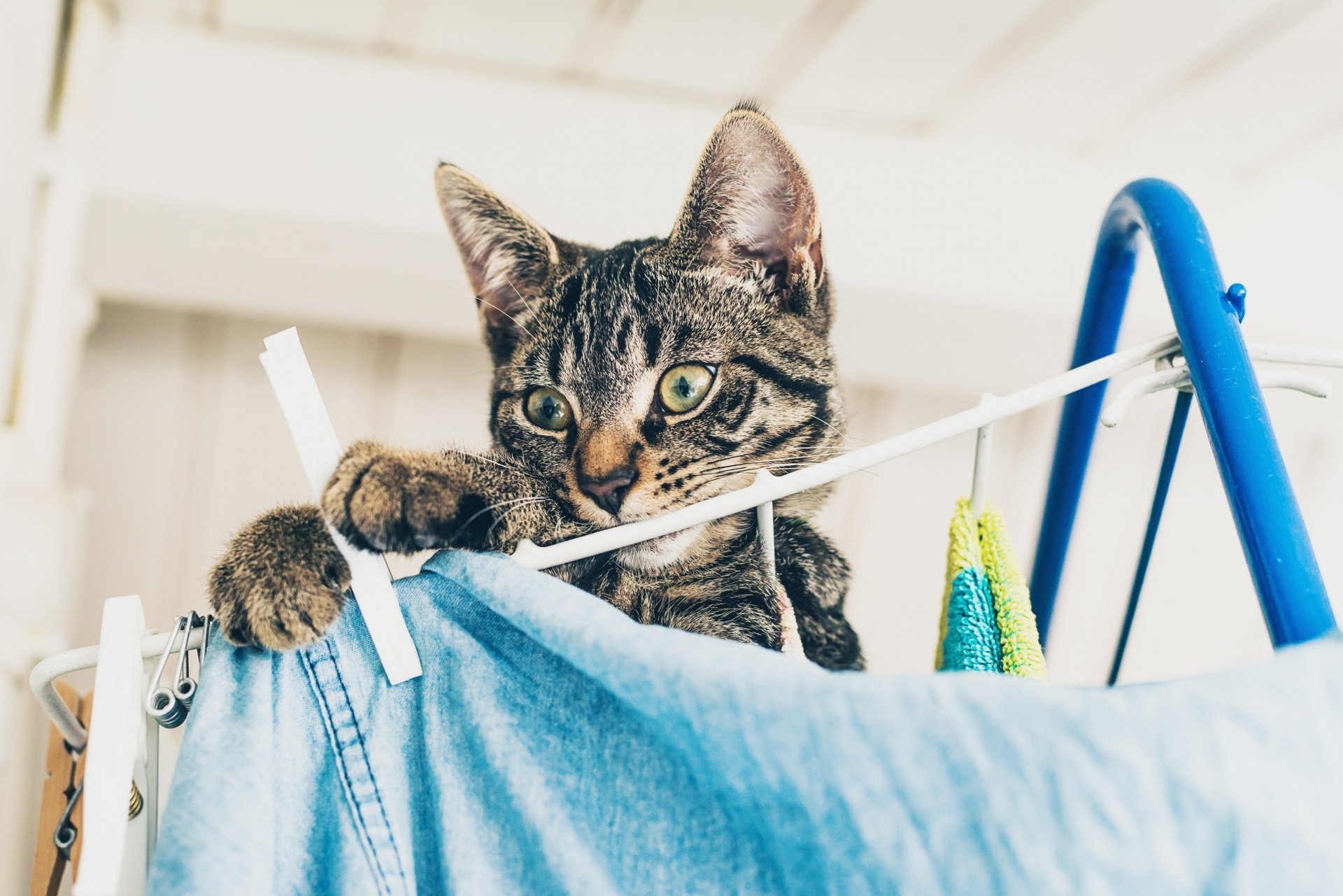 A cat burglar is stealing underwear, but noone knows where from