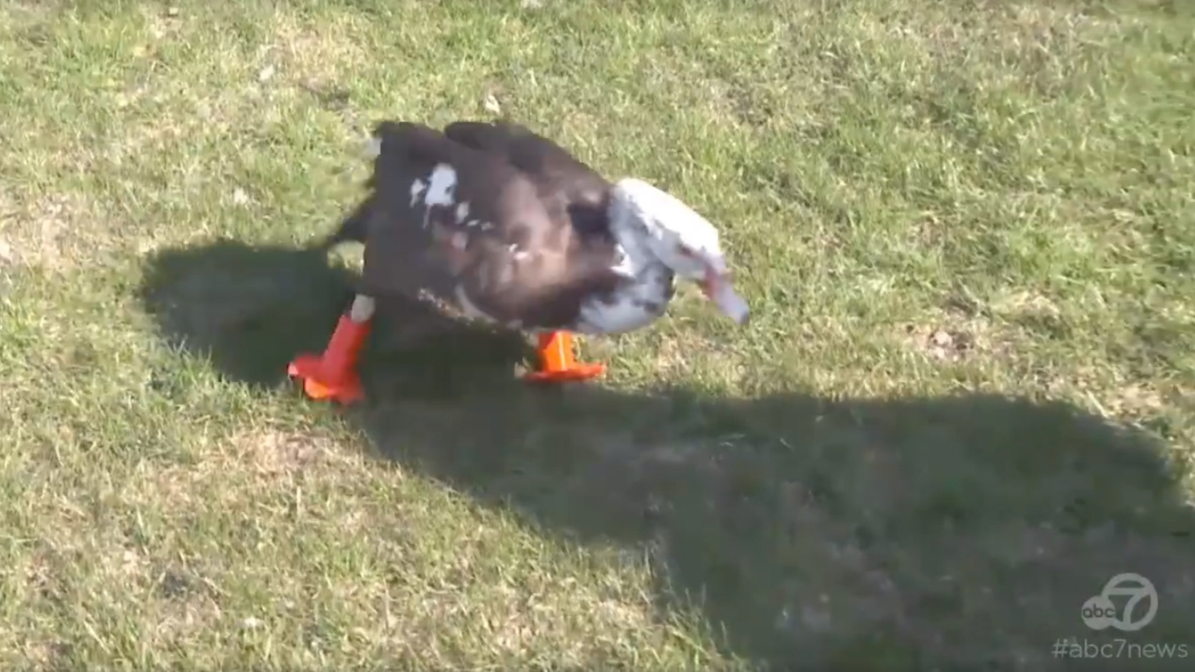 Injured duck Phillip walks again with the help of 3D-printed feet ...