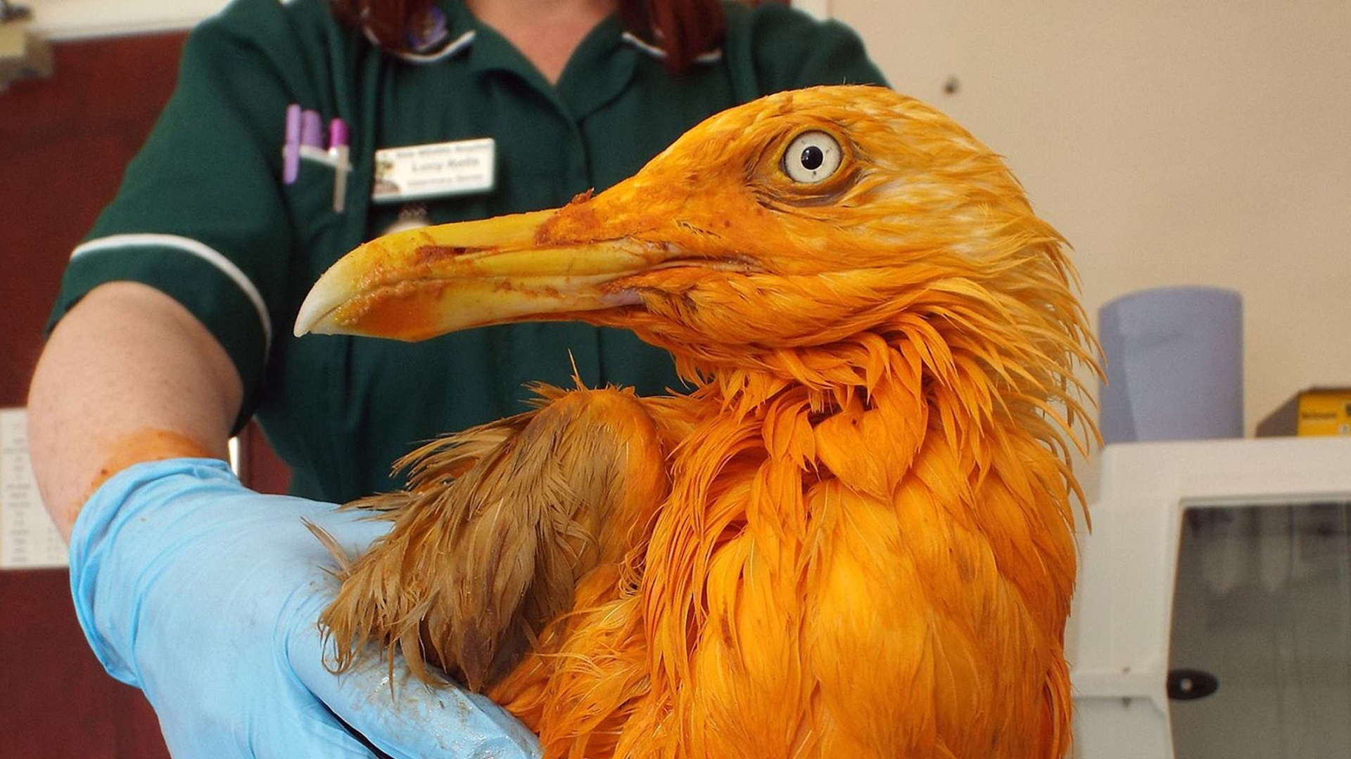 This seagull turned bright orange when it went for a dip...in a vat of ...