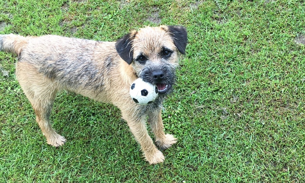 Search for Rosco the dog goes viral Evening Telegraph