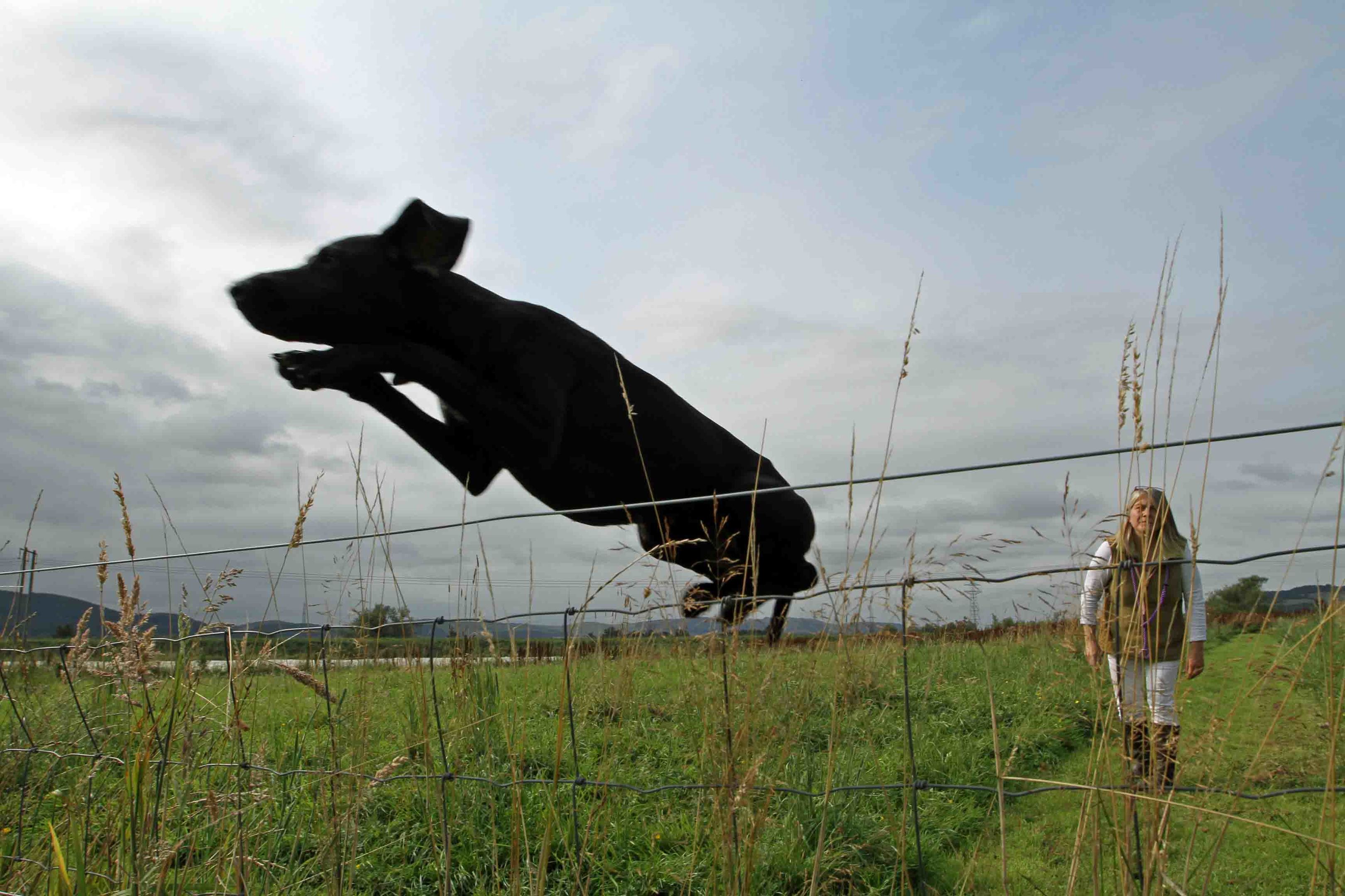 Dogs saved from ‘death row’ - Evening Telegraph