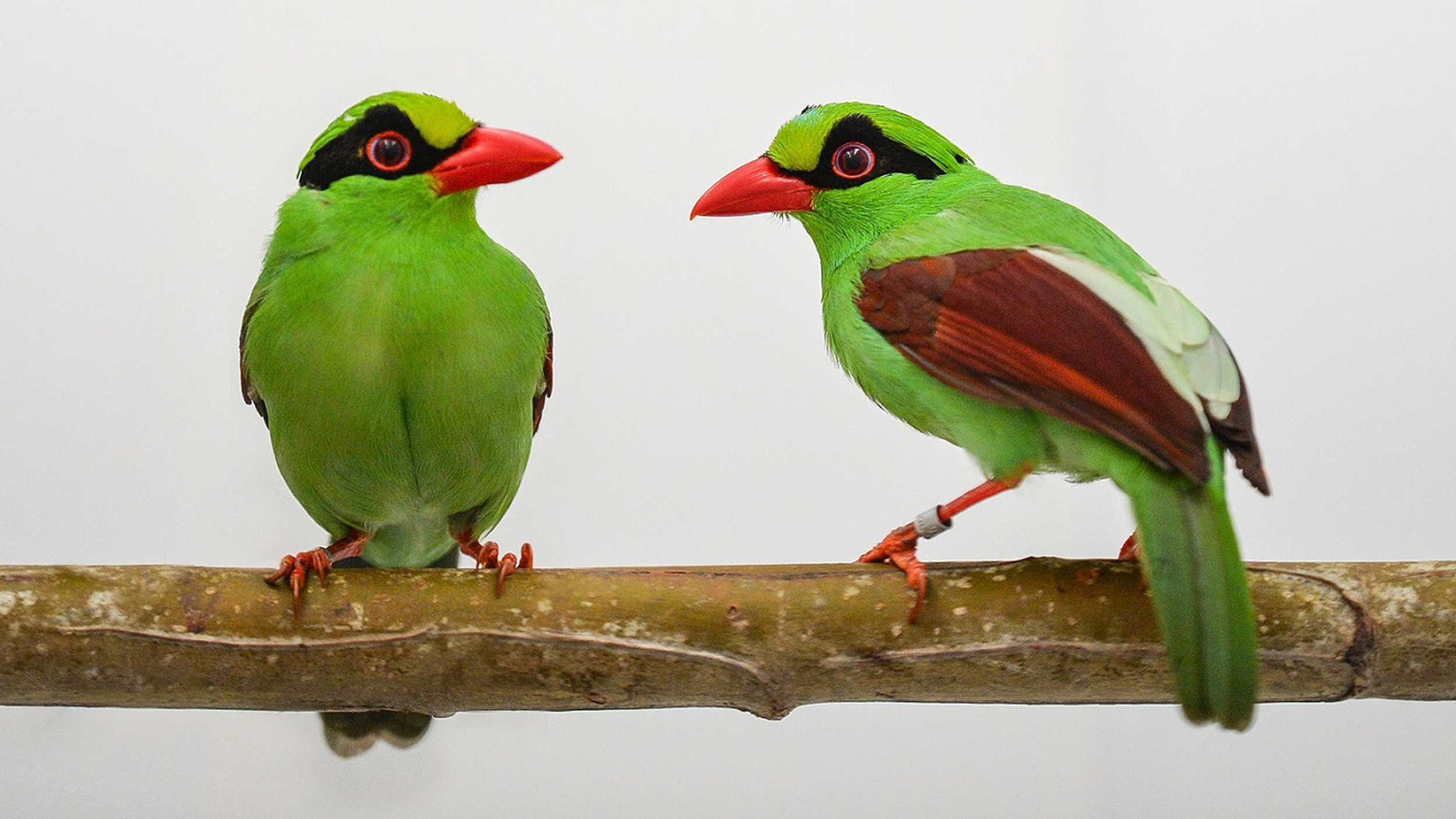 The Javan green magpie chicks were bred in what its experts said was a UK first.