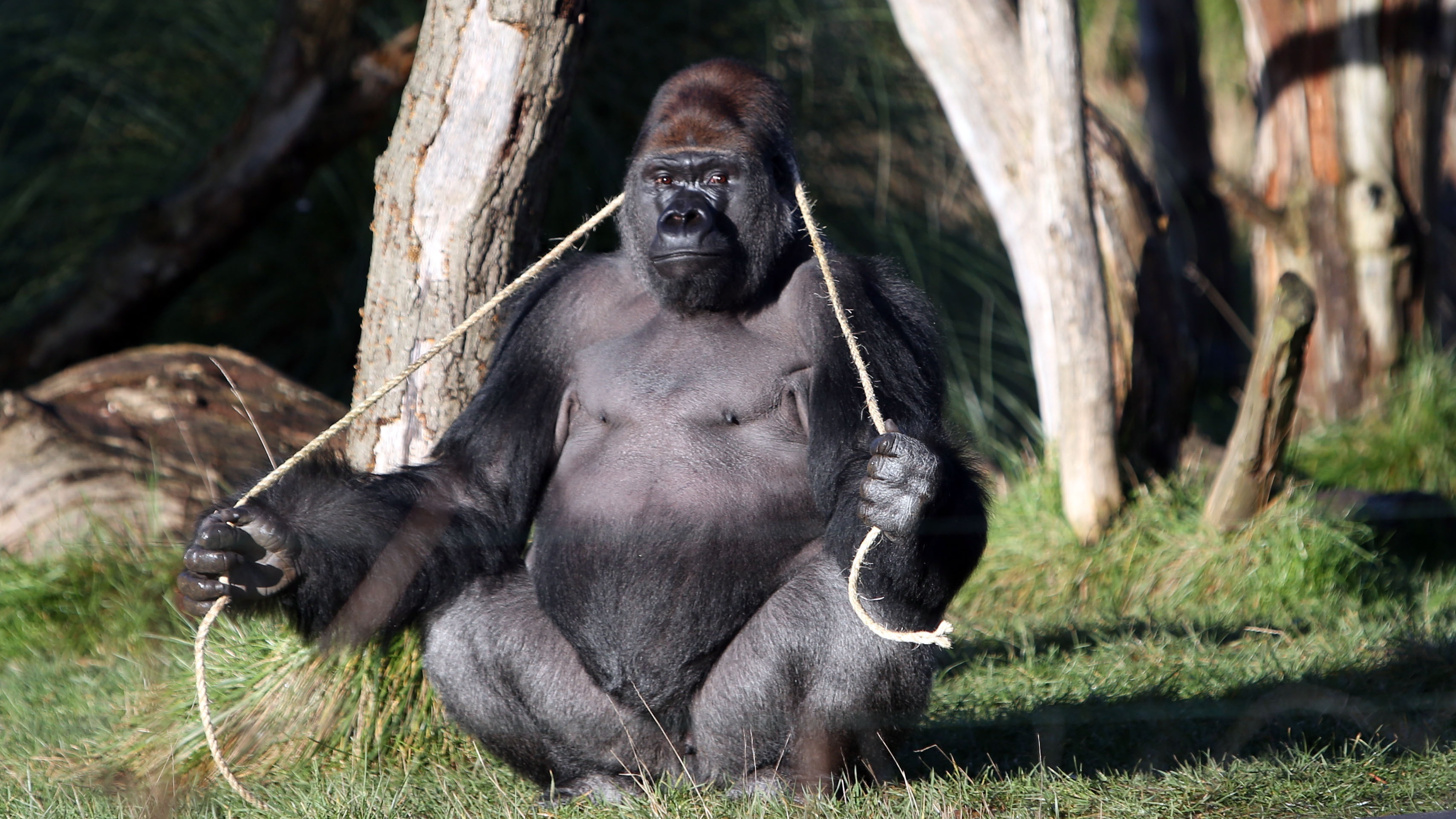 The gorilla who escaped from London Zoo used his moment of freedom to