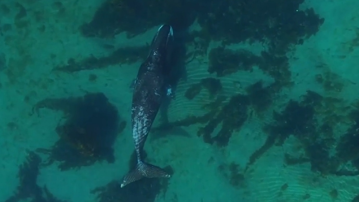 This drone footage of bowhead whales in their natural habitat is simply