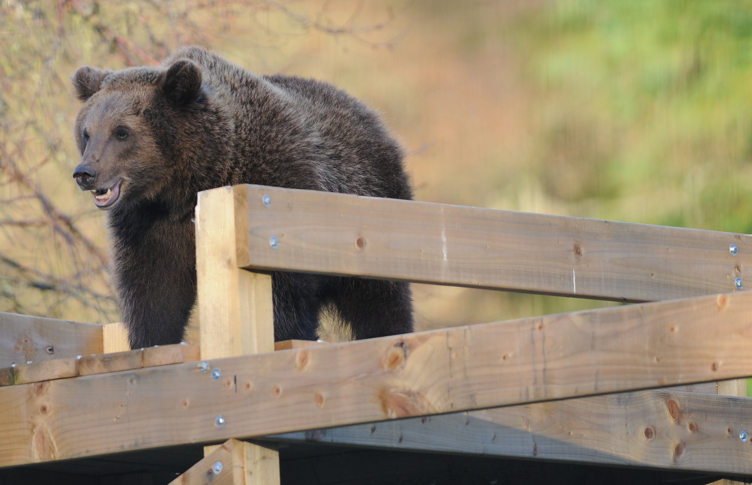 One of the new bears at Camperdown Park today.