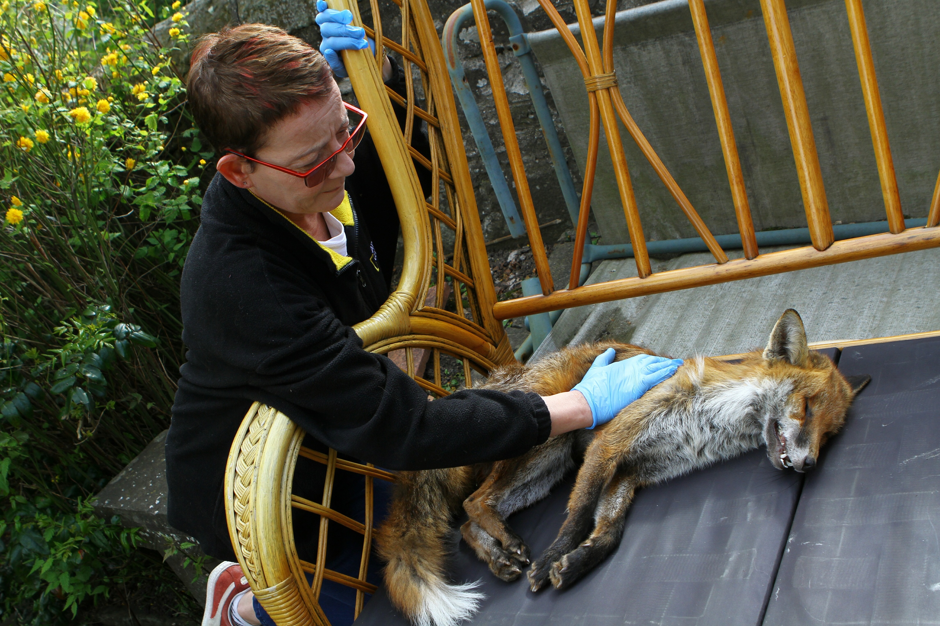 ‘Council told me to leave dead fox in brown bin’ says Dundee woman