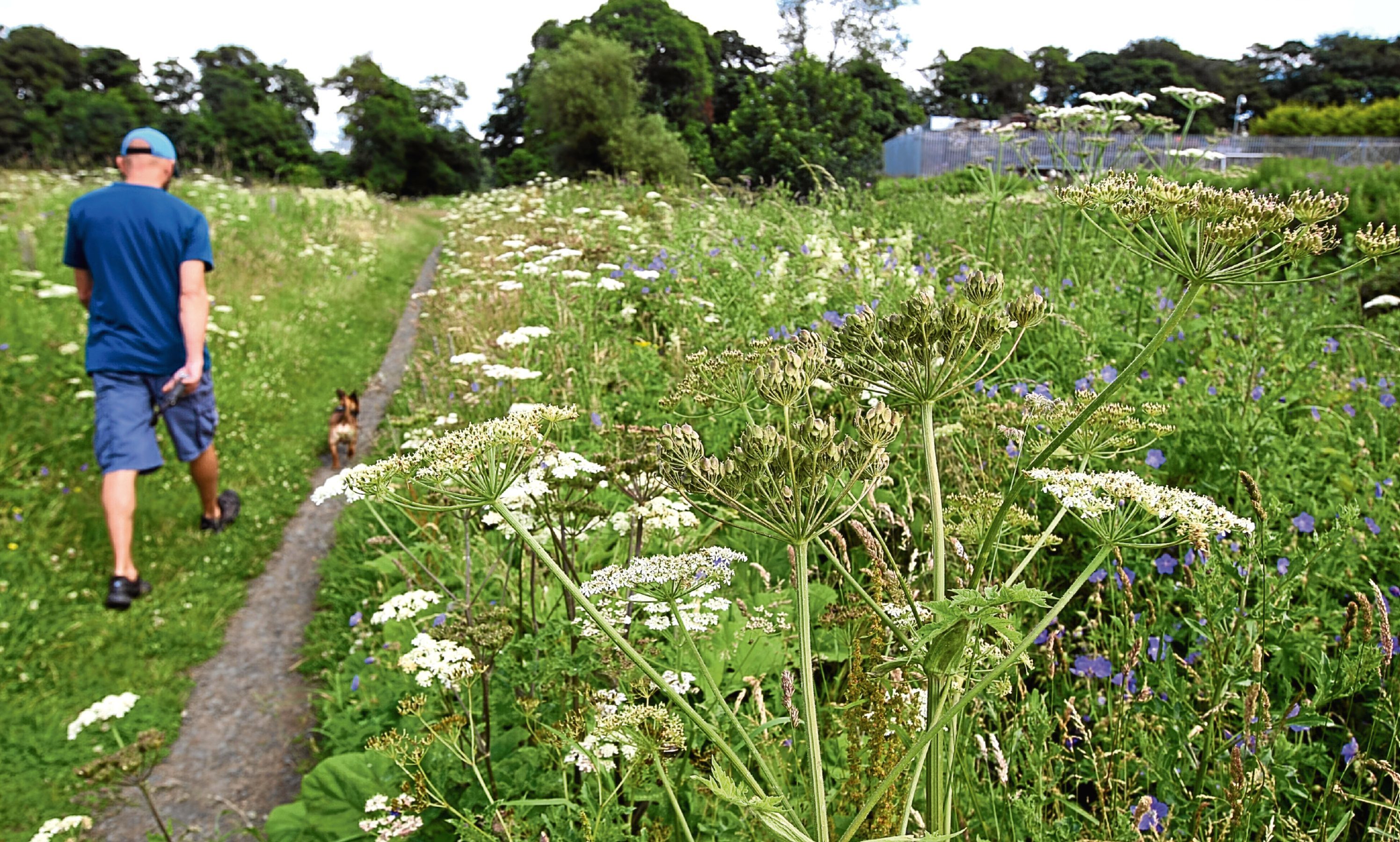 dundee-folk-warned-to-stay-away-from-toxic-giant-hogweed-that-is-on-the