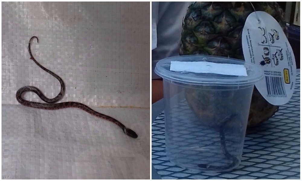 Snake found clinging to pineapple bought in Aldi Evening Telegraph