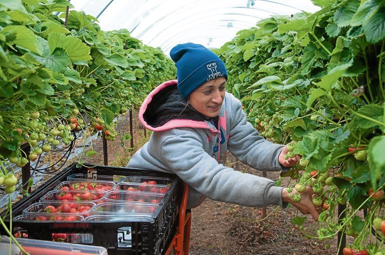 Tonnes of strawberries and raspberries left to rot in local fields due