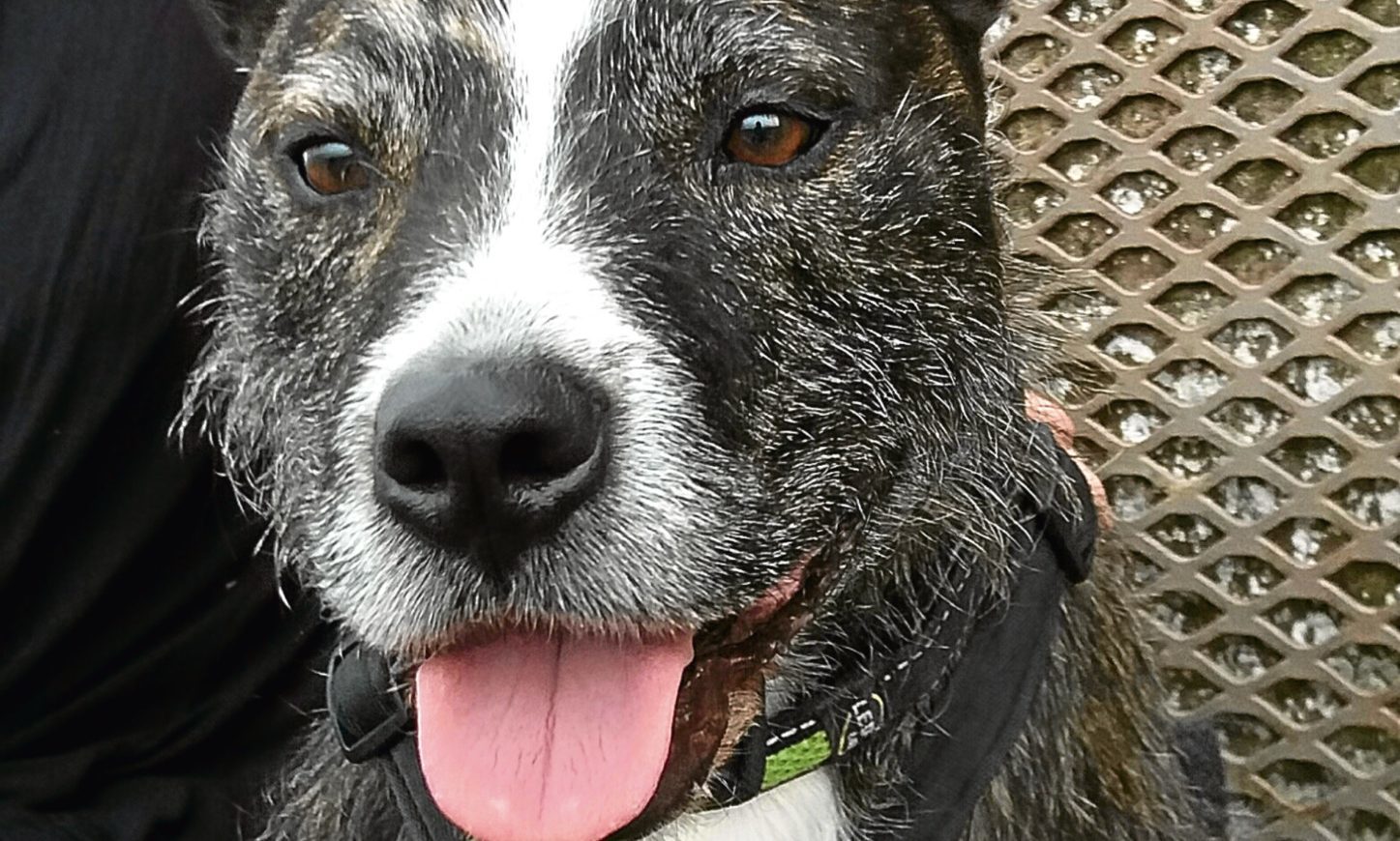 Scottish SPCA holds Staffie Awareness Week Evening Telegraph