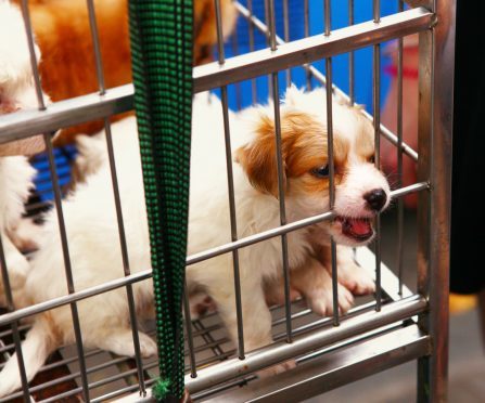 A caged dog for sale. (library picture)