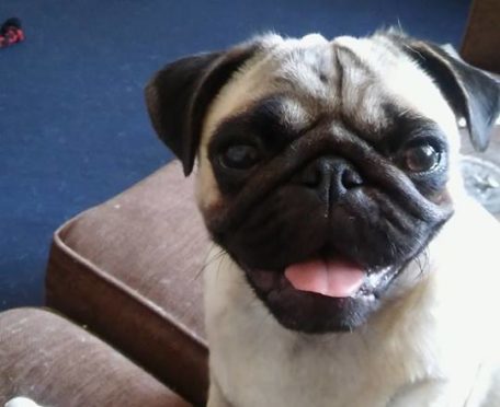 Pixie the pug