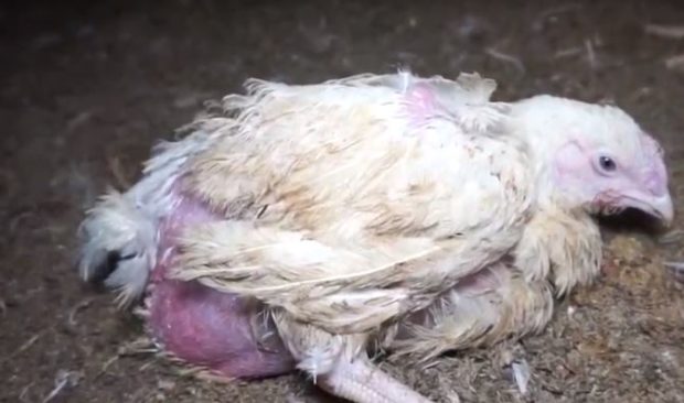 Chickens were seen to be in apparently poor health.