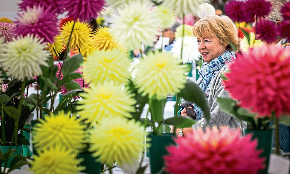 Dundee Flower and Food Festival Archives Evening Telegraph