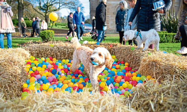Cockapoo Marvin enjoyed the ball pit at Baxter Park, Dundee.