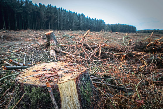 The felled trees near Piperdam.
