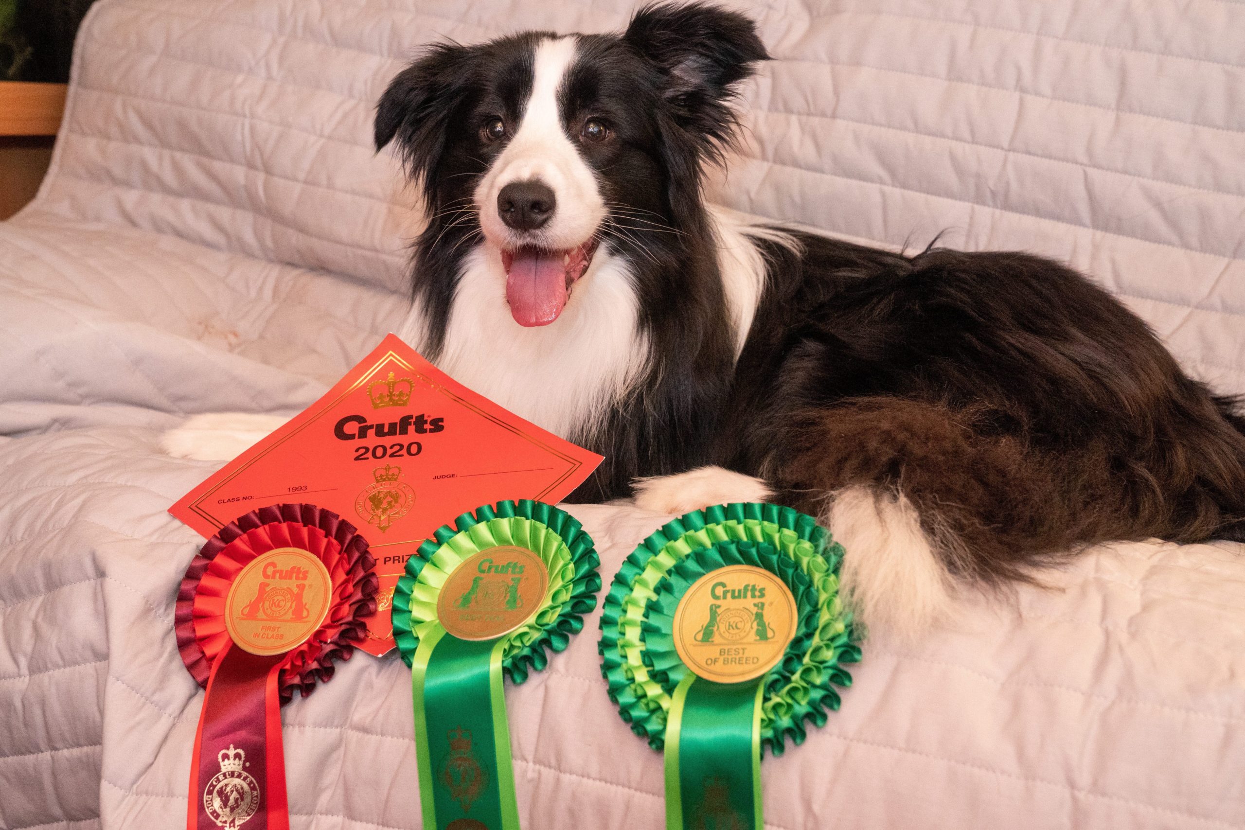Dundee dog scoops a best in breed award at Crufts Evening Telegraph