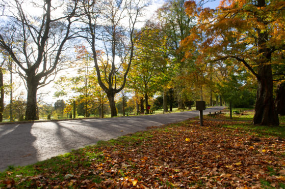 Camperdown Park