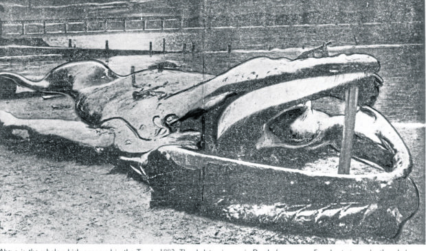 The whale which inspired the poem.