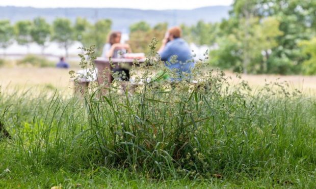 Dundee's Magdalen Green in June.